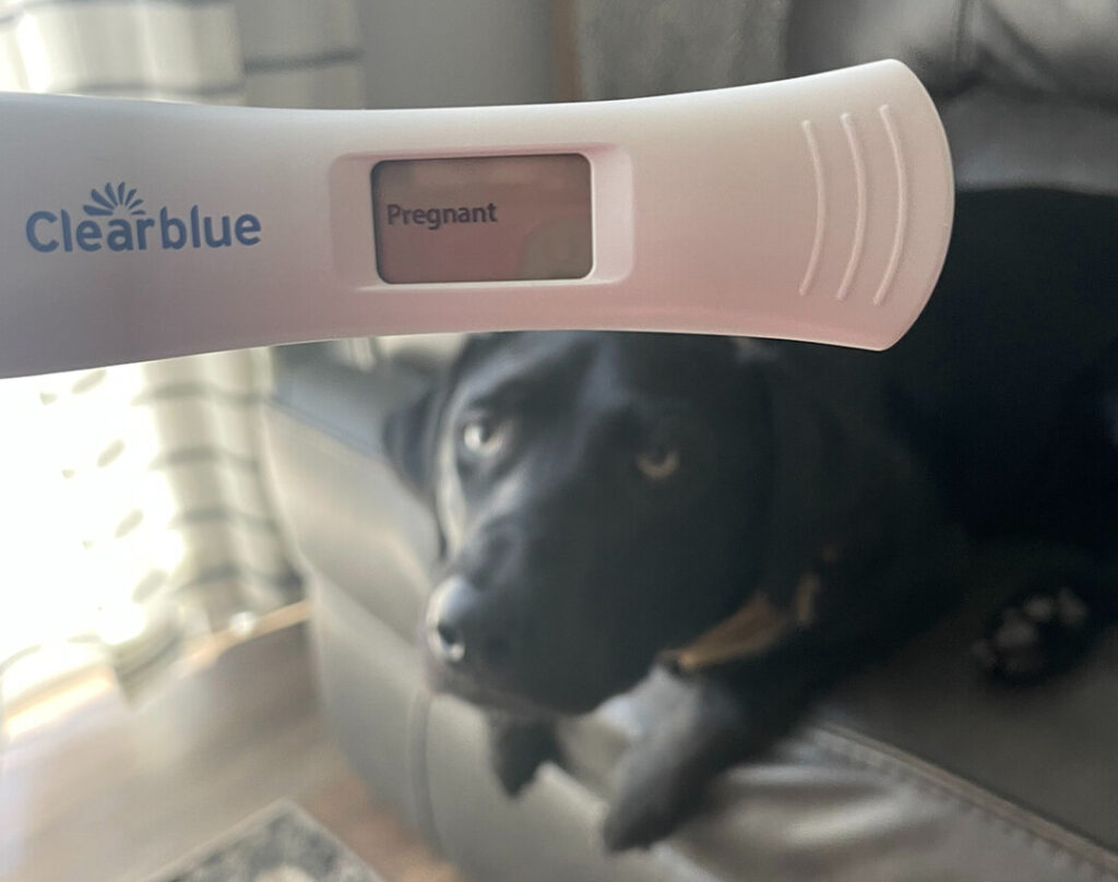 A positive pregnancy test stick in front of large black dog