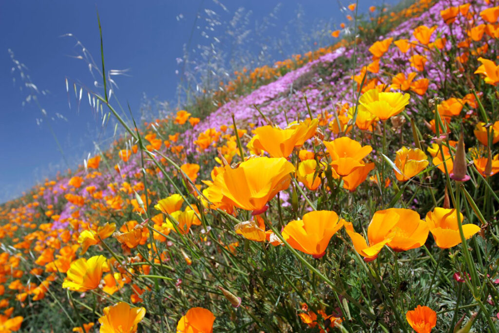 a field of purple and orange flowers with orange flowers in the foreground